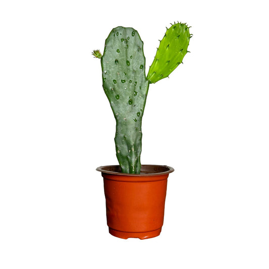 Nopal Cactus starter