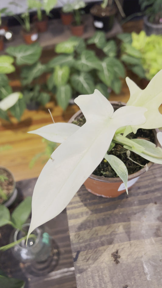 Philodendron Florida Ghost 4”